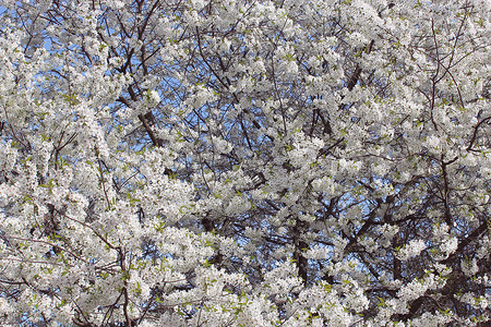 春天盛开的樱花枝图片