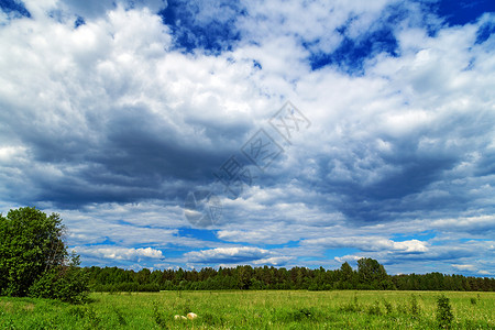 在草甸背景自然的天空夏天图片
