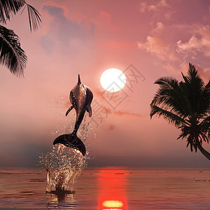 美丽的海豚在日落时跳下在热图片
