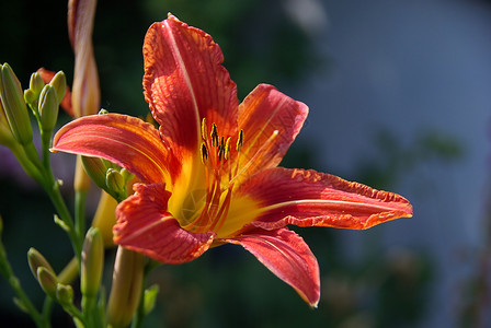 黄花菜背景图片