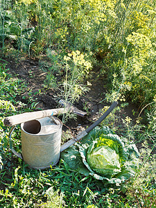 夏日花园里的铲子喷壶和卷心菜图片