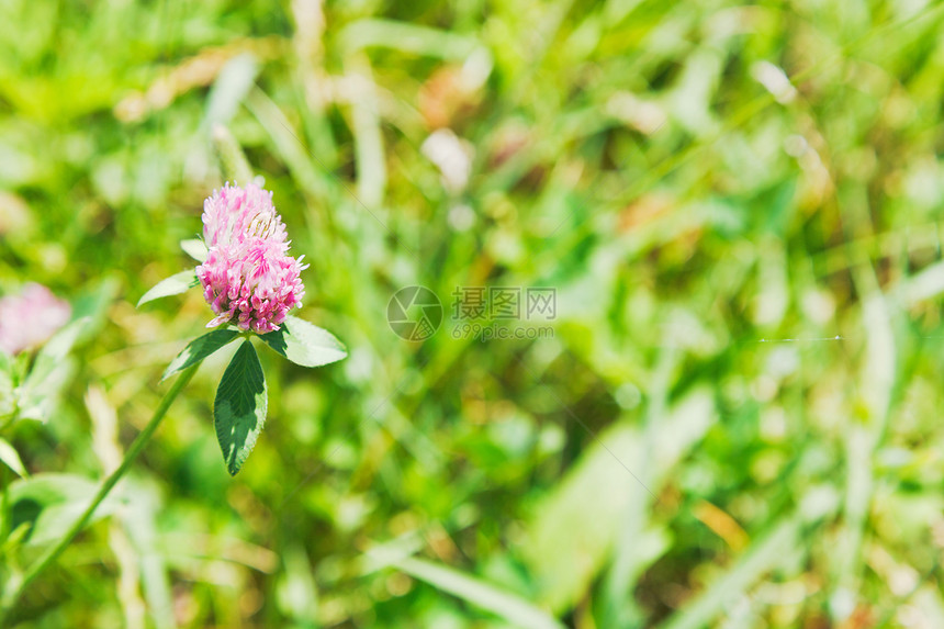 夏日绿色草地上的红三叶草花Trifoliumpratense图片