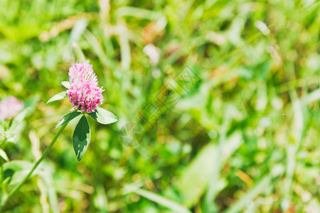 夏日绿色草地上的红三叶草花Trifoliumpratense图片