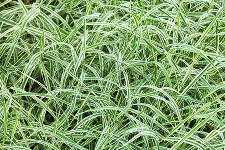 来自雨后CarexmorrowiiJaponica装饰草湿绿图片