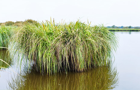 法国布里埃尔区域自然公园布赖尔沼泽的图片