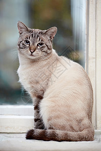 条纹蓝眼睛猫的肖像条纹猫条纹不是纯种小猫小型图片