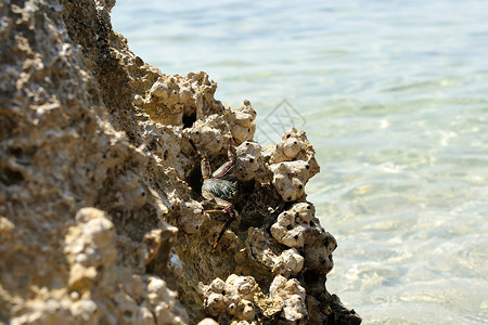 汕尾红海湾关闭在红海湾的螃蟹背景