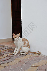 埃及猫的肖像图片