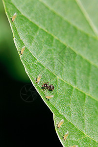 一只蚂蚁在胡桃树叶边缘照顾数只小图片