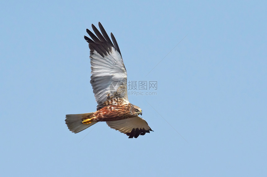 WesternMarshHarrier以蓝天空图片