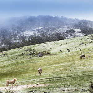 冬天在田野里放羊在山上撒下新鲜的雪背景图片