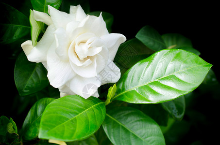 绿叶背景的茉莉花白色花美丽紧图片