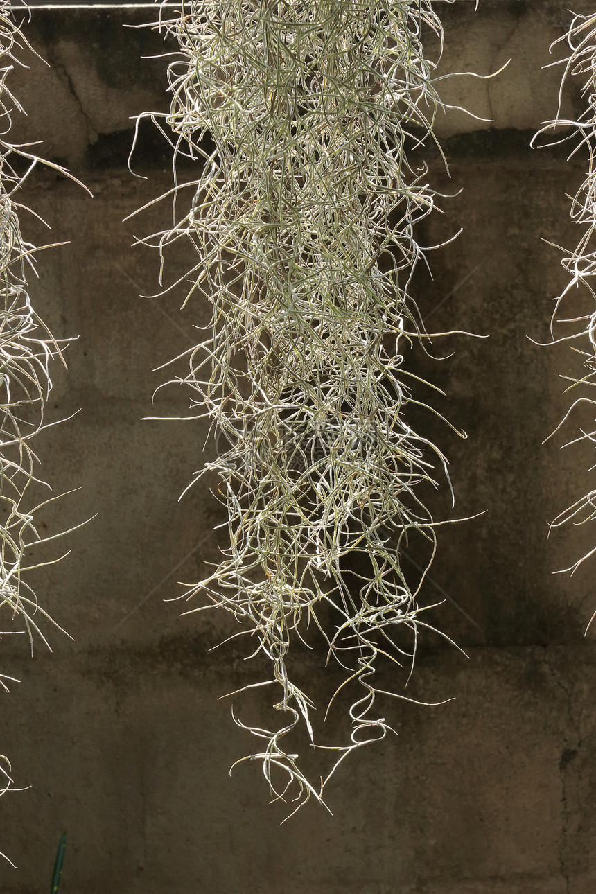 带有西班牙苔藓挂绳的家庭装饰花园图片
