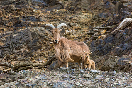 西高加索tur山羊图片