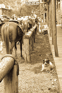 一只狗看守拴在马柱上的马图片