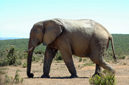 一只非洲野生大象图片