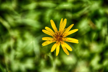 黄色花朵黄蜂吸食花蜜图片