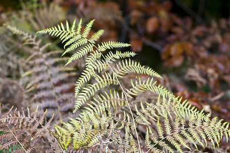 秋天的印象蕨类植物的干叶图片