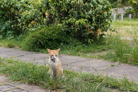 Gingertabby坐在Houtong猫高清图片