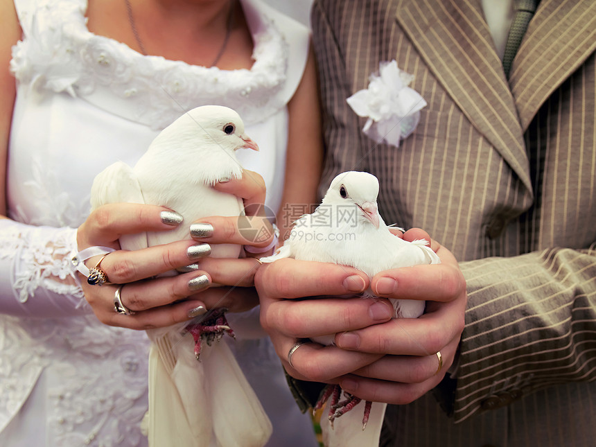 新娘和新郎手中的婚礼鸽子特写图片