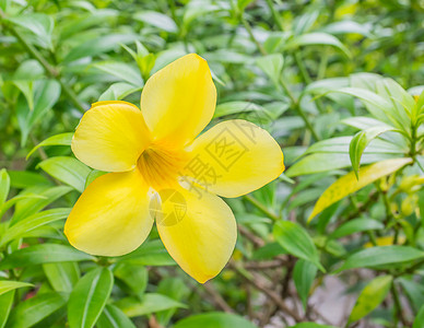 白天美丽盛开的黄色花朵的特写高清图片