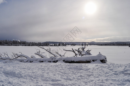 怀俄明州黄石公园的雪景图片