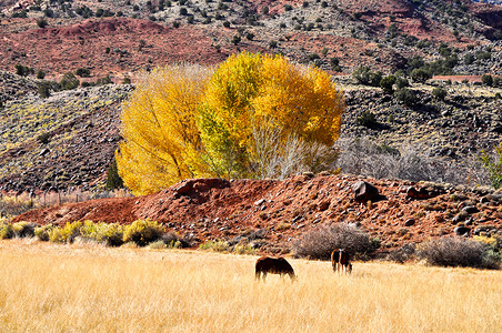 犹他州国会礁公园的几匹马的风景图片