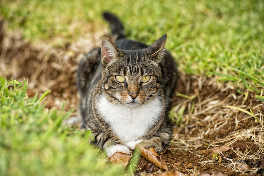 一只猫在草地背景上看着你的肖像图片