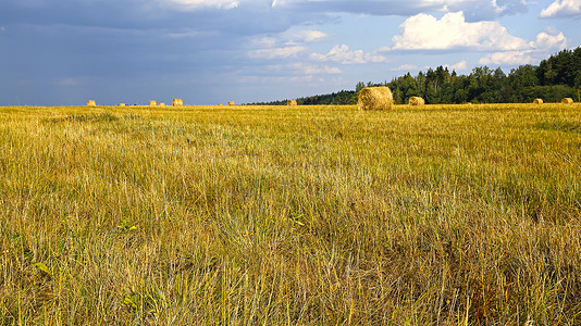 收获的干草卷躺在黑麦田里图片