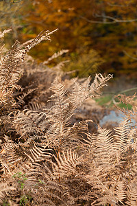 秋天的印象蕨类植物的干叶图片