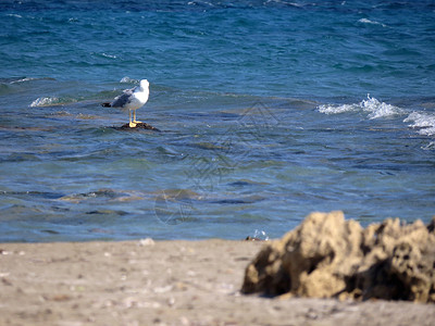 海鸥在水面上的景色图片