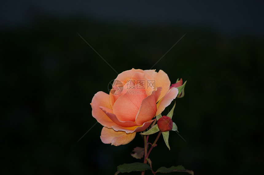 深色背景的花橙玫瑰图片