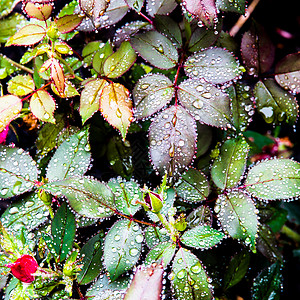 自然背景雨后玫瑰花叶图片