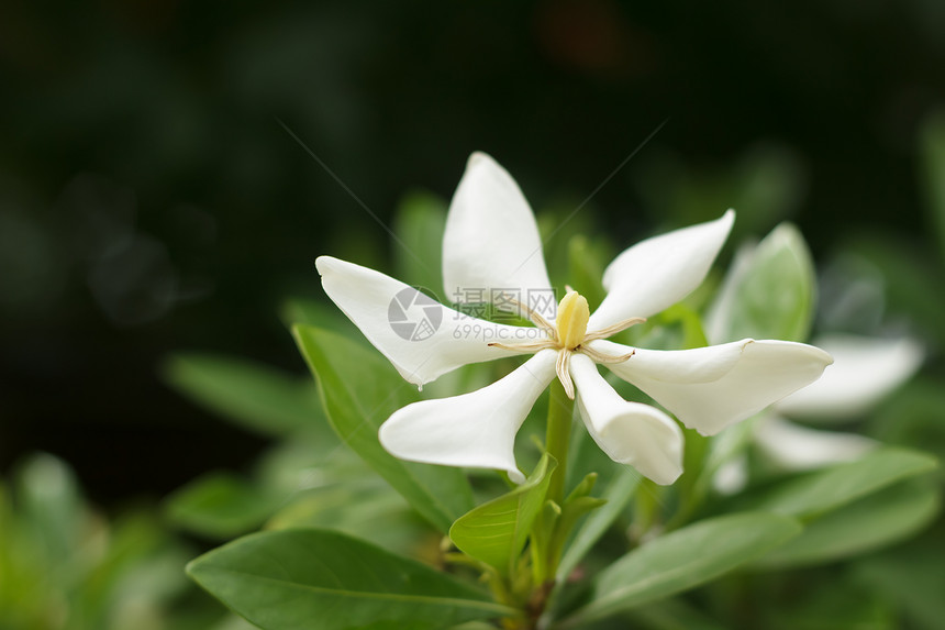 白花图片