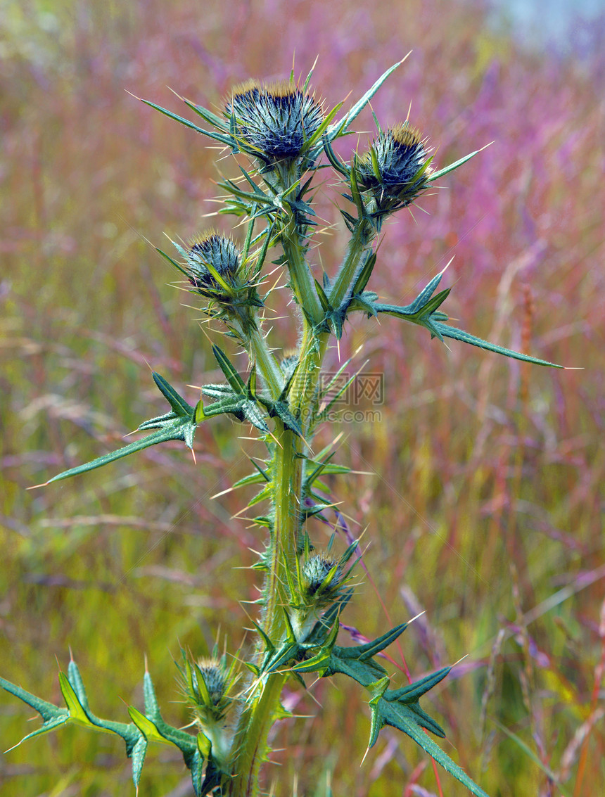 田间蓟的茎和芽图片