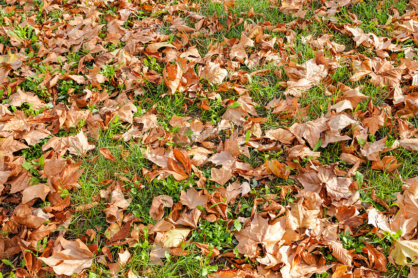 秋天公园里的橙色落叶图片