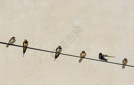 许多燕子坐在电线上图片