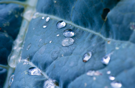 叶子上刚落下的雨滴图片