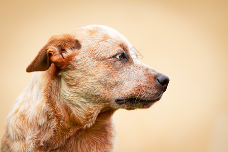 澳洲牧牛犬图片