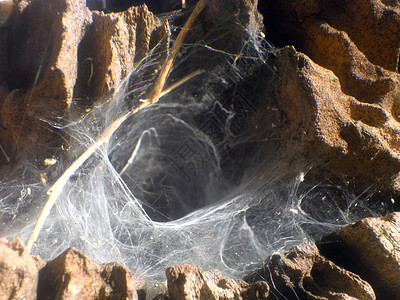 树桩周围的细蜘蛛网图片
