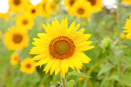 美丽的向日葵花绿色黄背景的背景图片