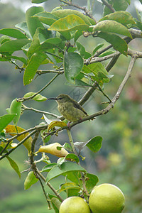 香蕉鸟站在巴拿马Boquete村高地的BaqueteGarden客栈图片