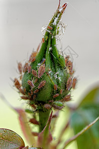 玫瑰花蕾和蚜虫的详细视图图片