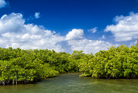 红树林生长在开曼群岛大开图片