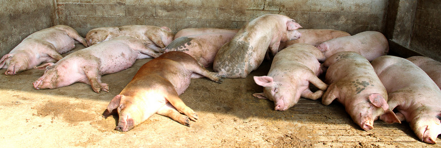 农村场猪圈里的肥猪图片