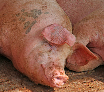 农村场猪圈里的大猪图片