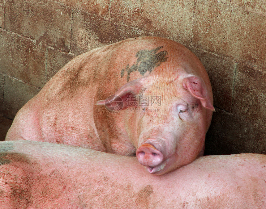 农场猪圈里的大粉红猪图片