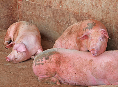 农村场猪圈里的粉红猪背景图片