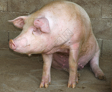 农村场猪圈里的肥猪背景图片