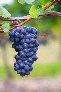 深蓝色葡萄园葡萄的特写图片